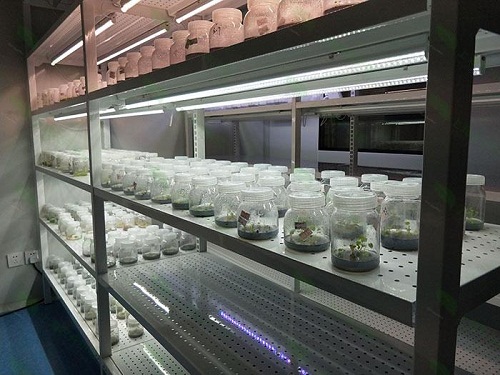 惠农植物组织培养实验室设计建设方案
